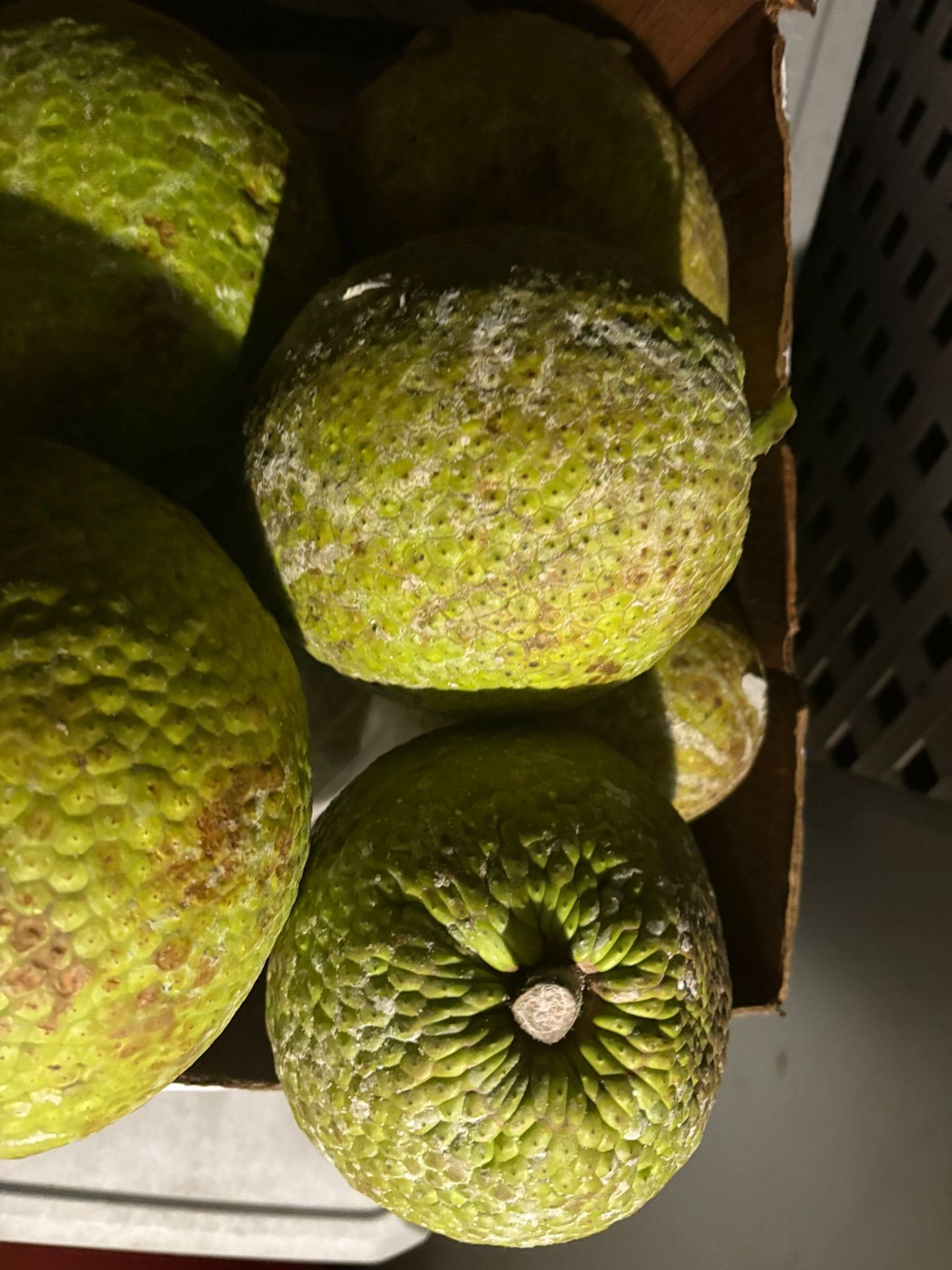 BREADFRUIT (fruit box) 10 breadfruit