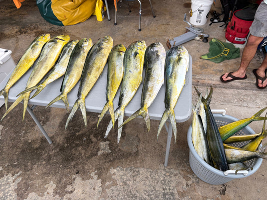 Dowad (mahi mahi) fresh Dowad