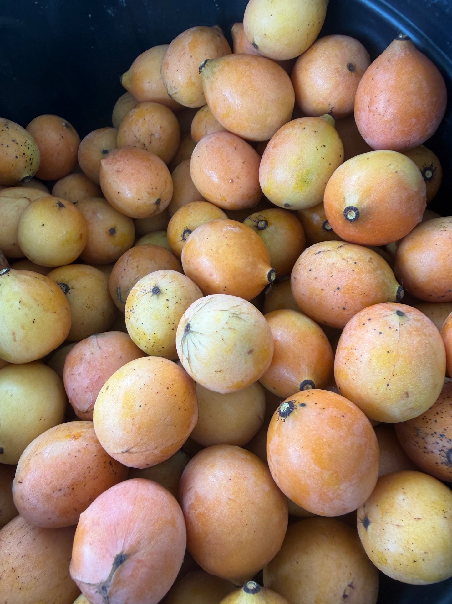 Achacha fruit