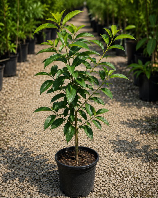 Cinnamon tree