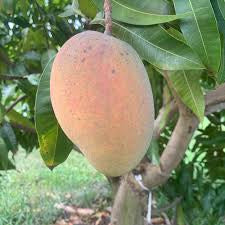Giselle mango (identical to East Indian)  mango now shipping