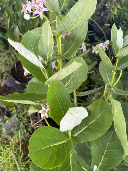 Giant milkweed butterfly loving plant