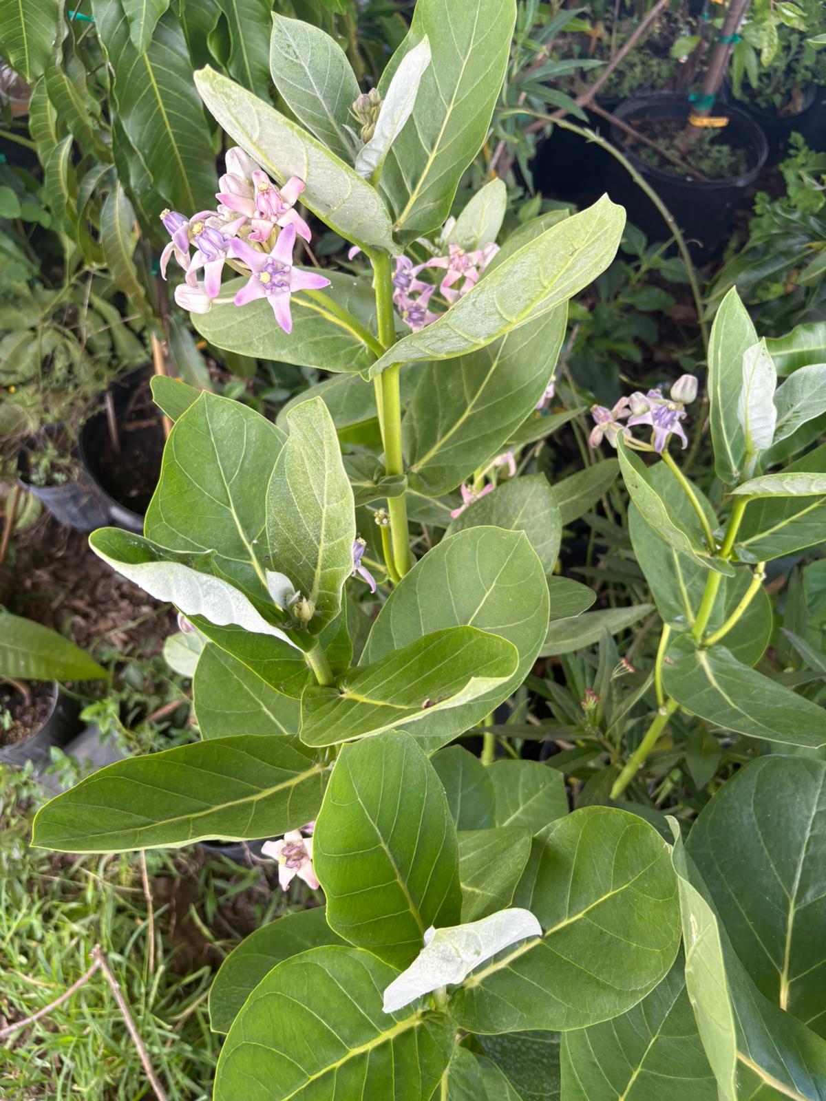 Giant milkweed butterfly loving plant