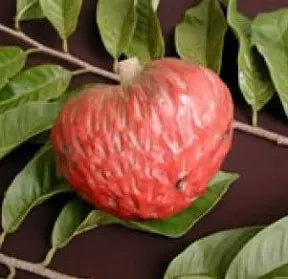 Custard apple