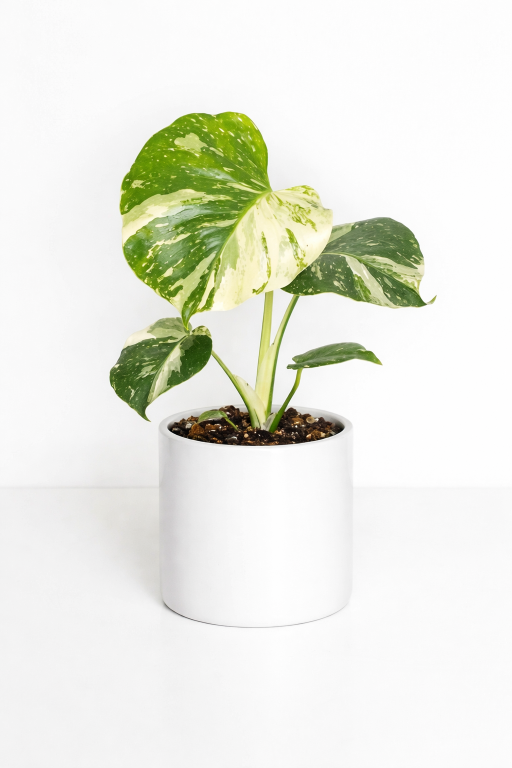Variegated Monstera (Monstera deliciosa ‘Albo Variegata’) 🌿🤍