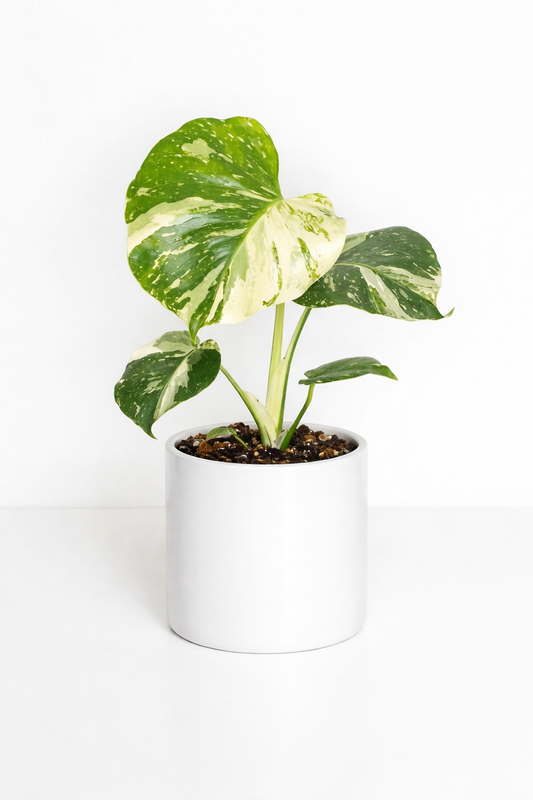 Variegated Monstera (Monstera deliciosa ‘Albo Variegata’) 🌿🤍