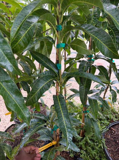 Pineapple pleasure  mango tree