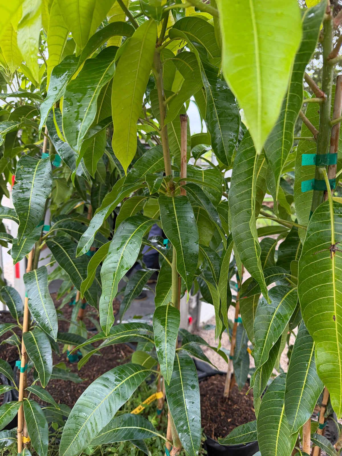M4  mango tree