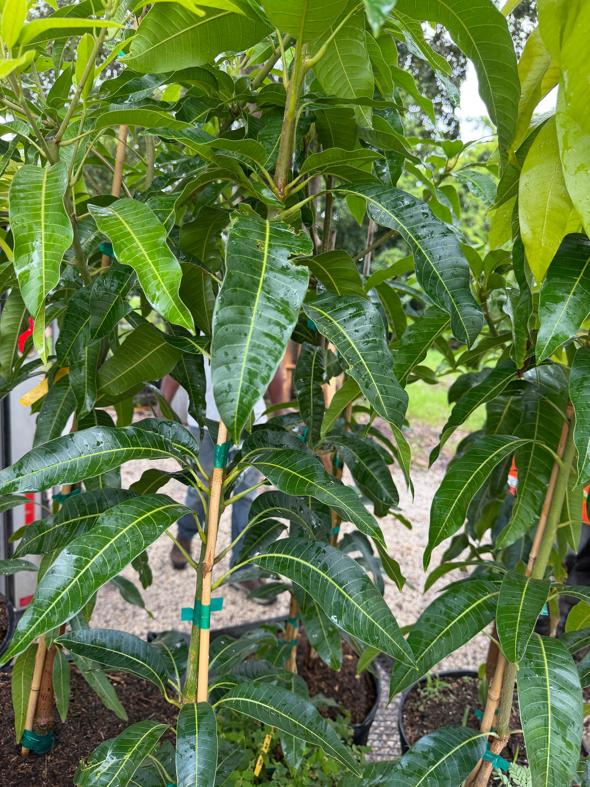 M4  mango tree