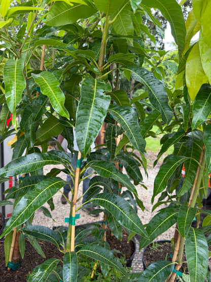 M4  mango tree