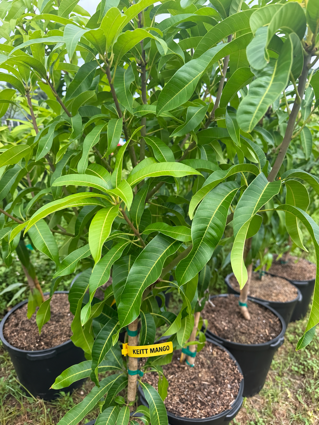 Keitt mango tree