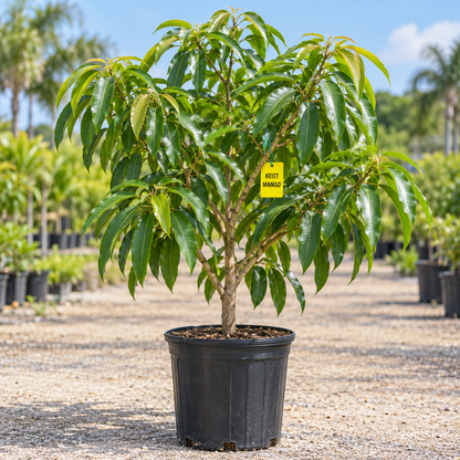 Keitt mango tree