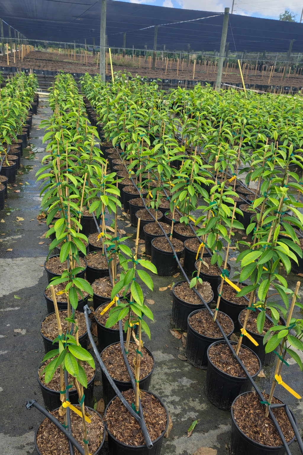 Sour sop tree