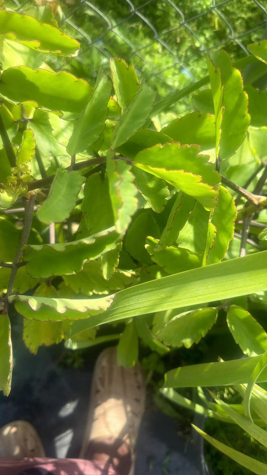 Wonder of the World Plant (Leaf of Life)