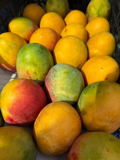 Haden  Mango box