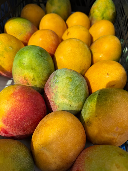 Haden  Mango box