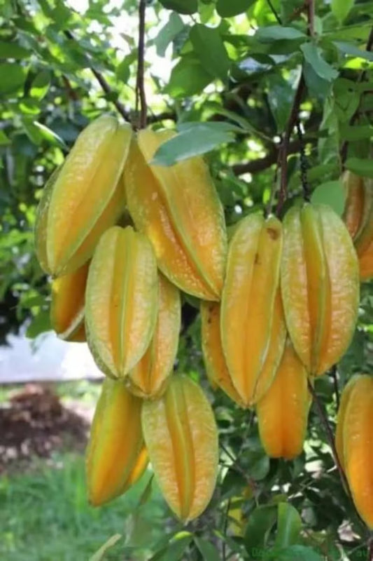 Carambola (Star Fruit)