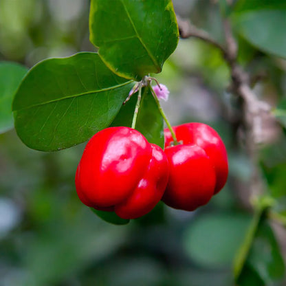 Barbados Cherry fruit box