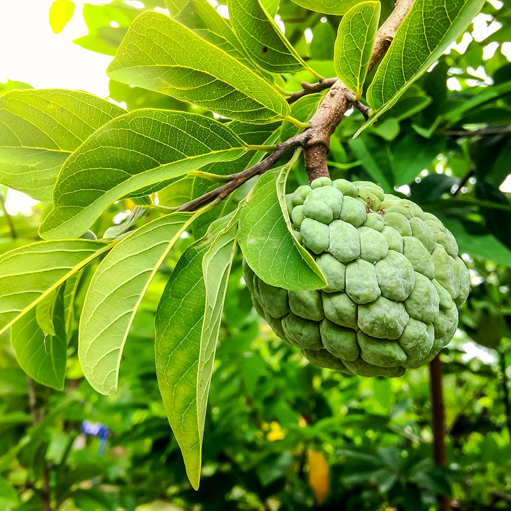 Sugar apple