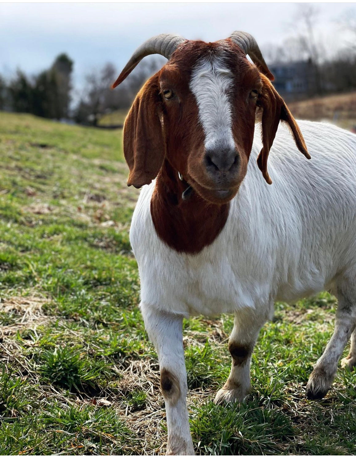 Goatscaping