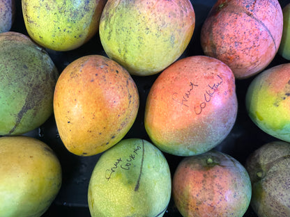 Fruit Cocktail Mango box