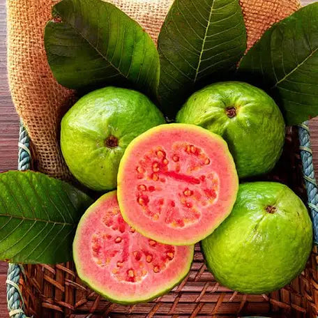 Pink guava tree