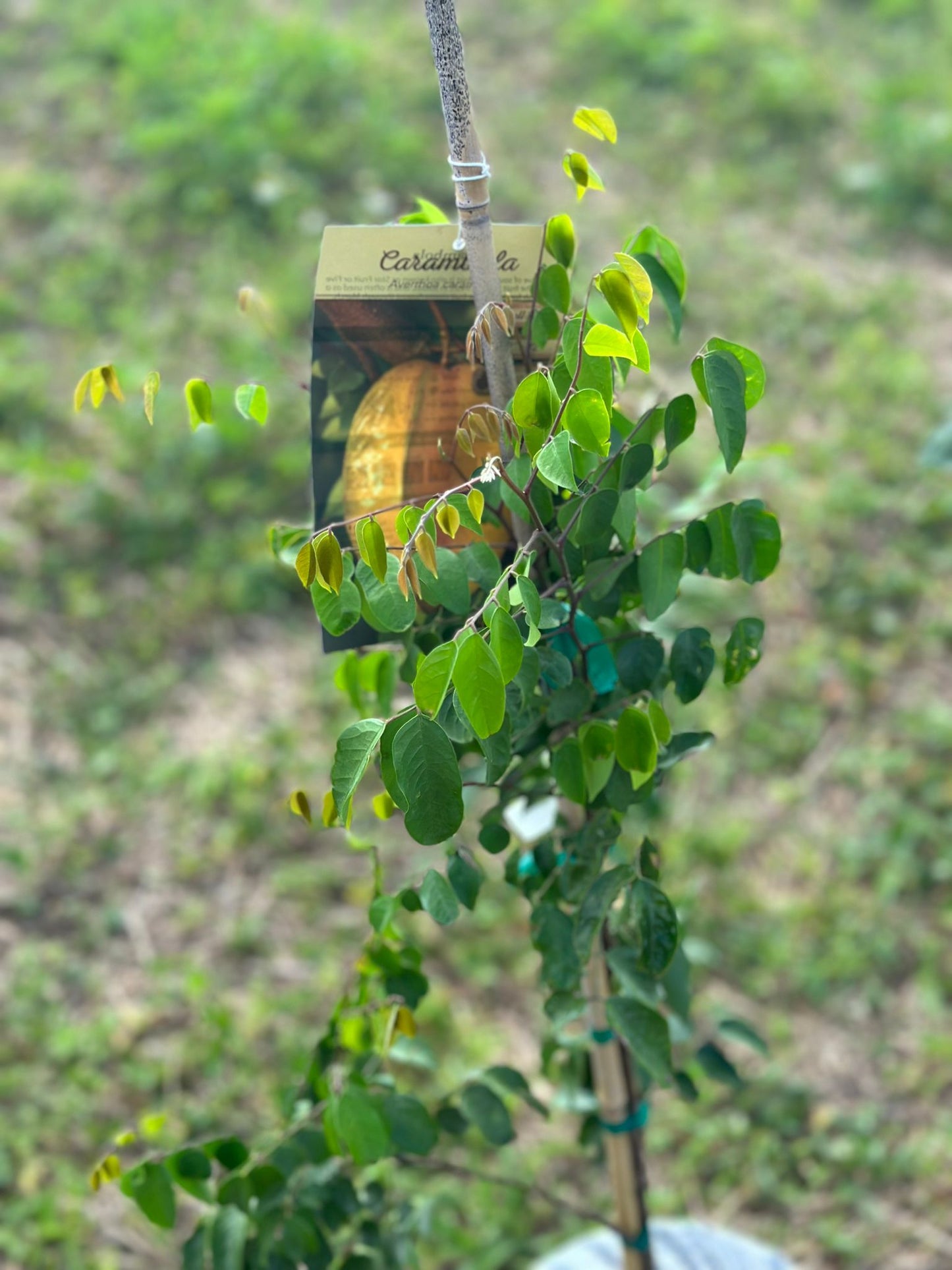 Carambola (Star Fruit)