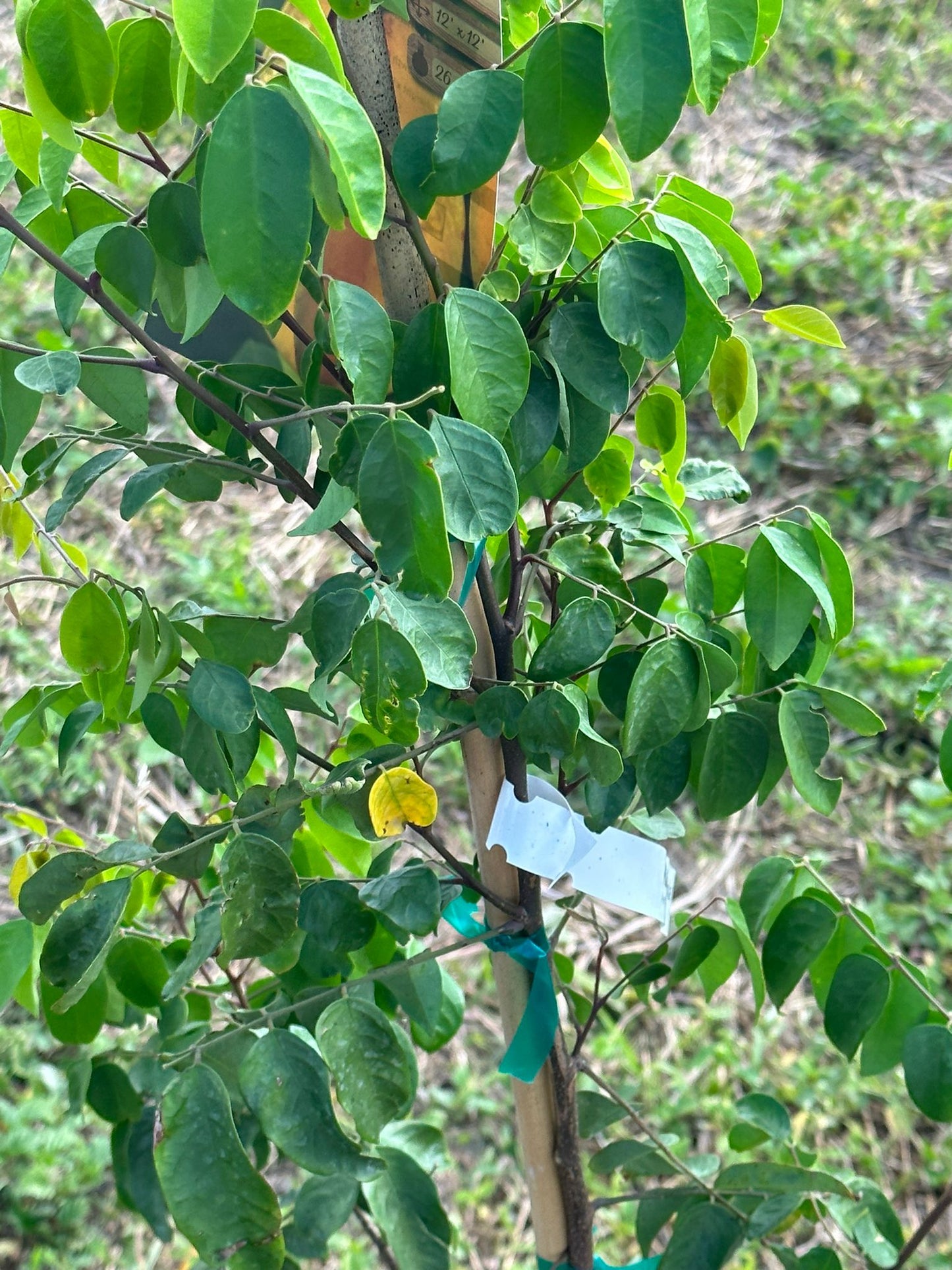 Carambola (Star Fruit)