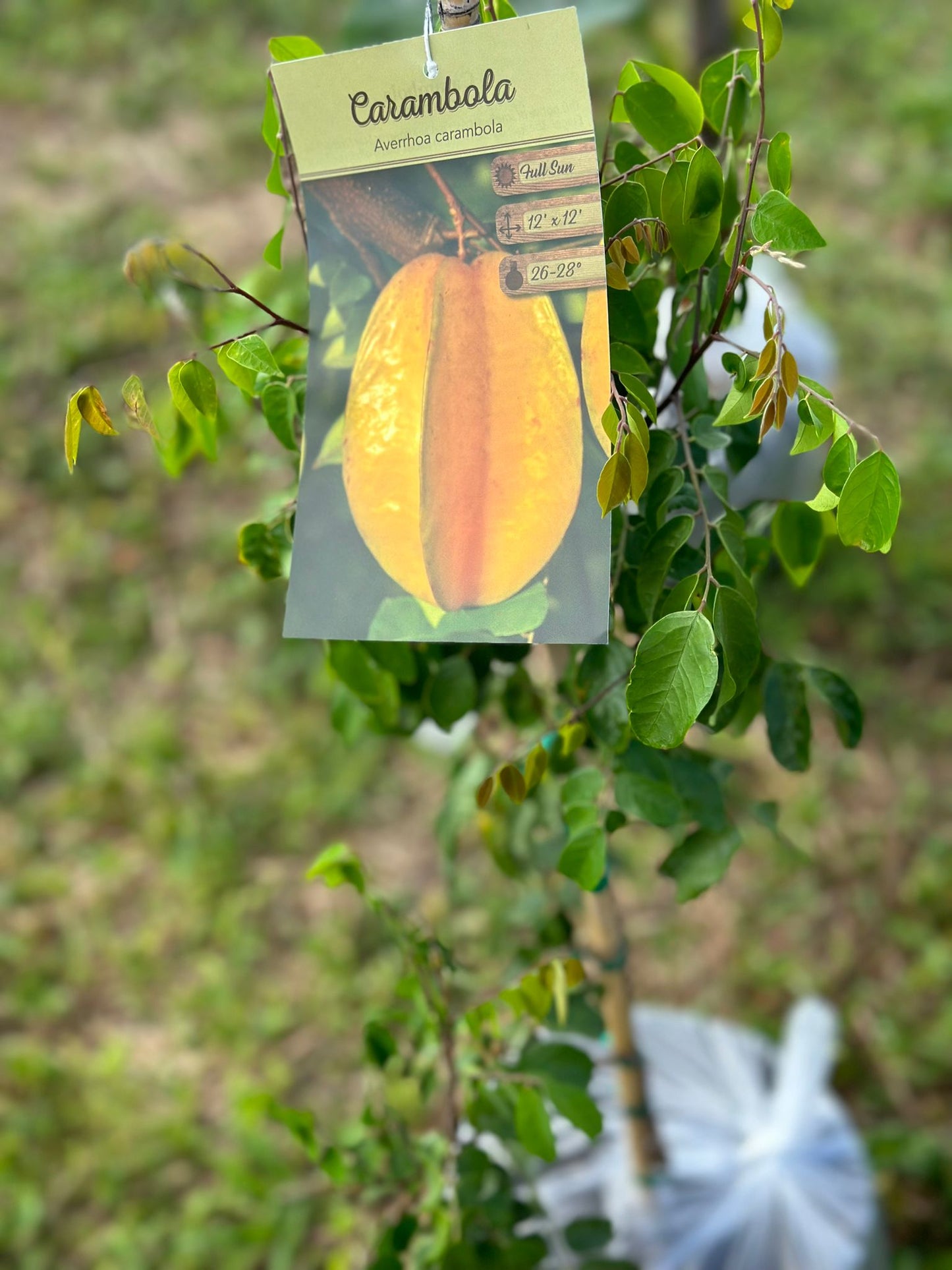 Carambola (Star Fruit)