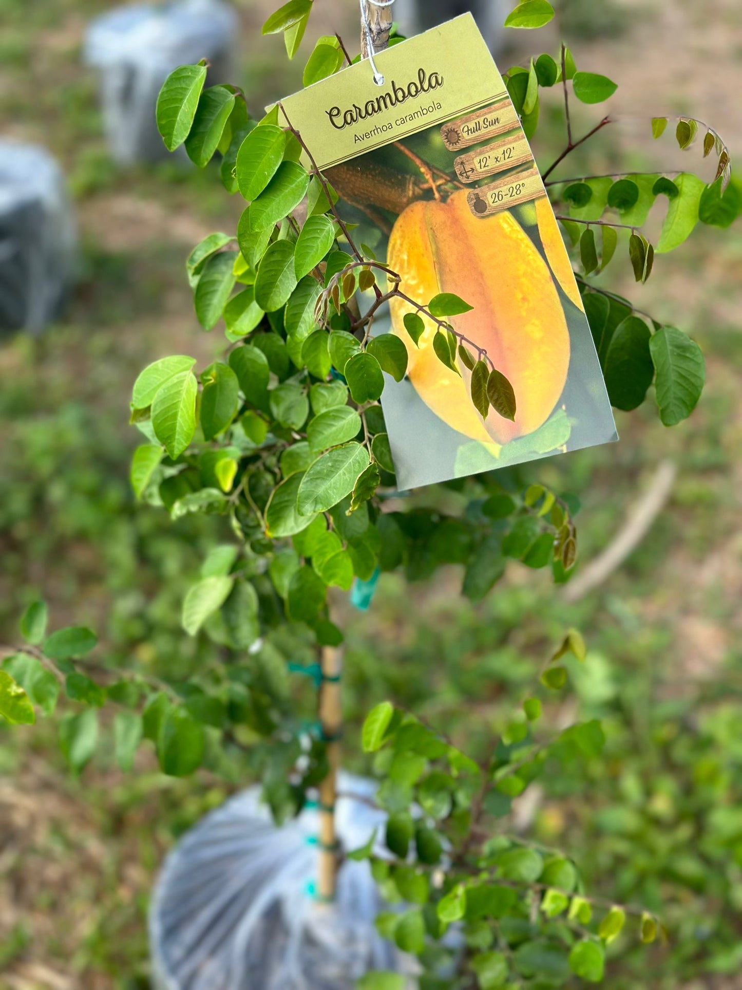 Carambola (Star Fruit)