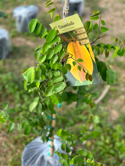 Carambola (Star Fruit)